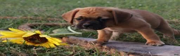Puggle dogs for sale: Alex - Ad 4