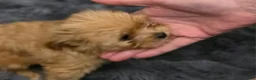 Chorkie dogs for sale: Brownie - Ad 12
