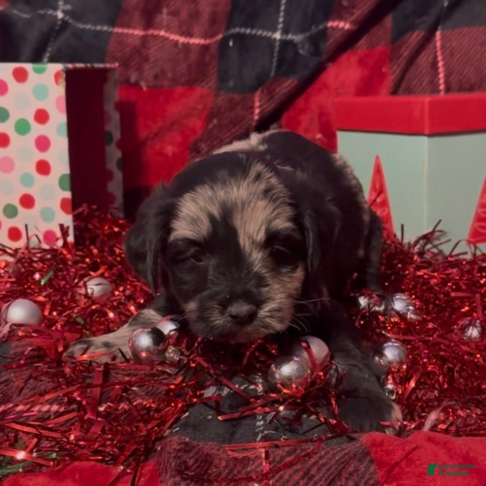 Mini Goldendoodle dogs Nancy - Ad 12