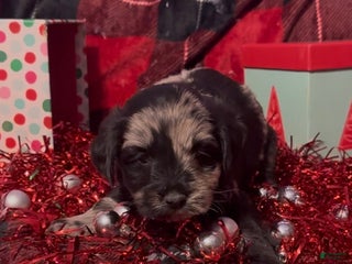 Mini Goldendoodle dogs Nancy - Ad 5