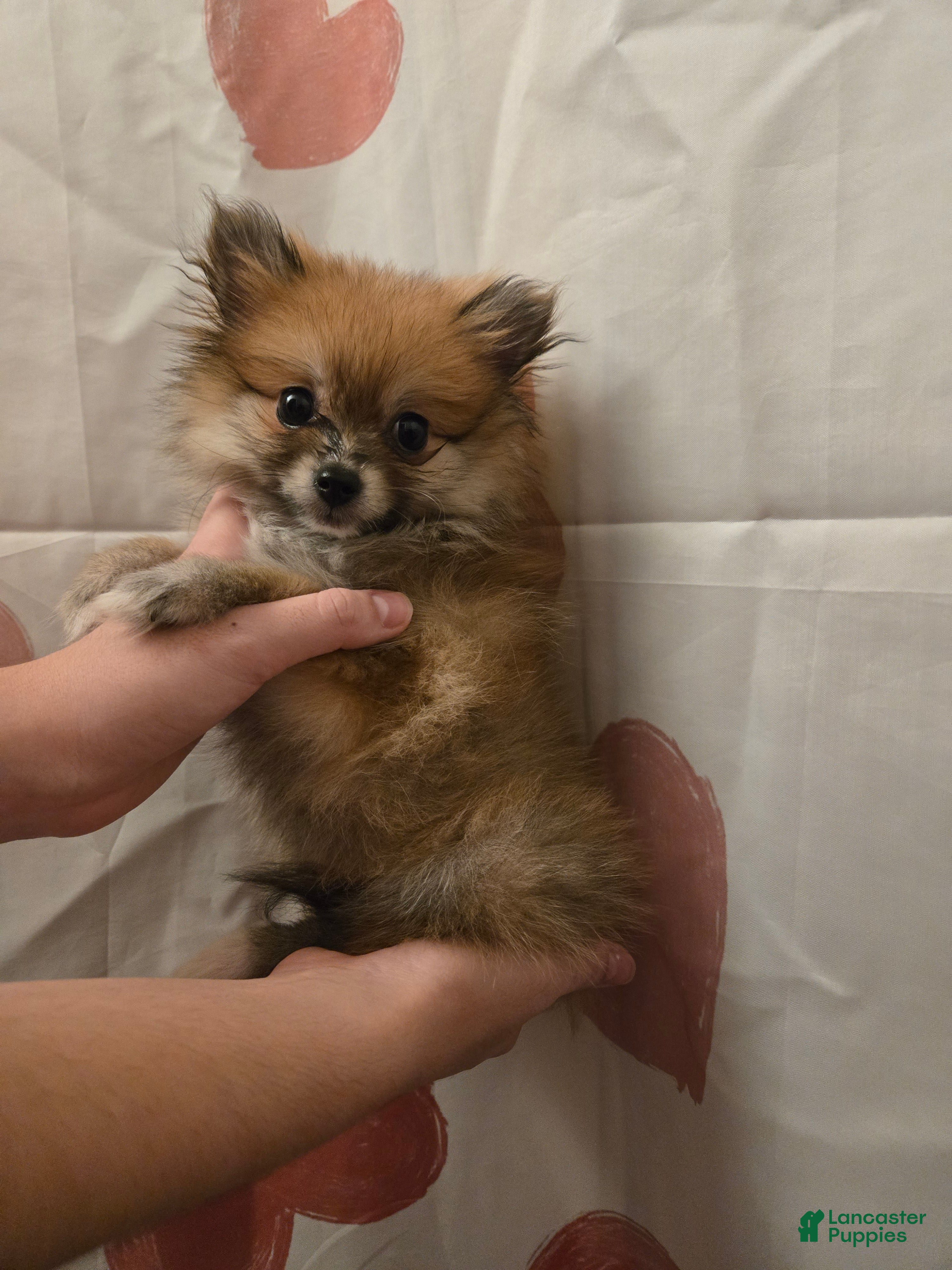 Pomeranian dogs Vera 1 - Ad 2