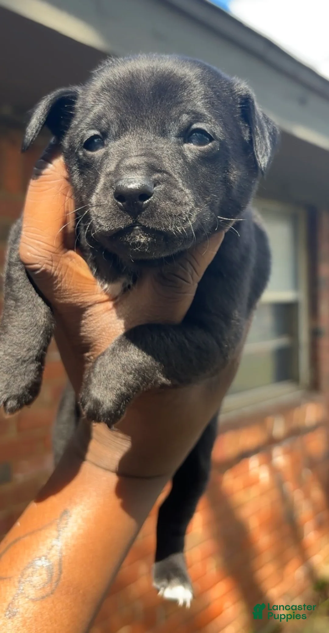 Jack Chi dogs for sale: Jack Chi Puppy 1 - Ad 1