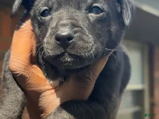 Jack Chi dogs Jack Chi Puppy 1 - Ad 2