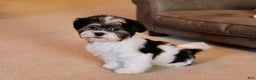 Shihpoo dogs for sale: Mia - Ad 3