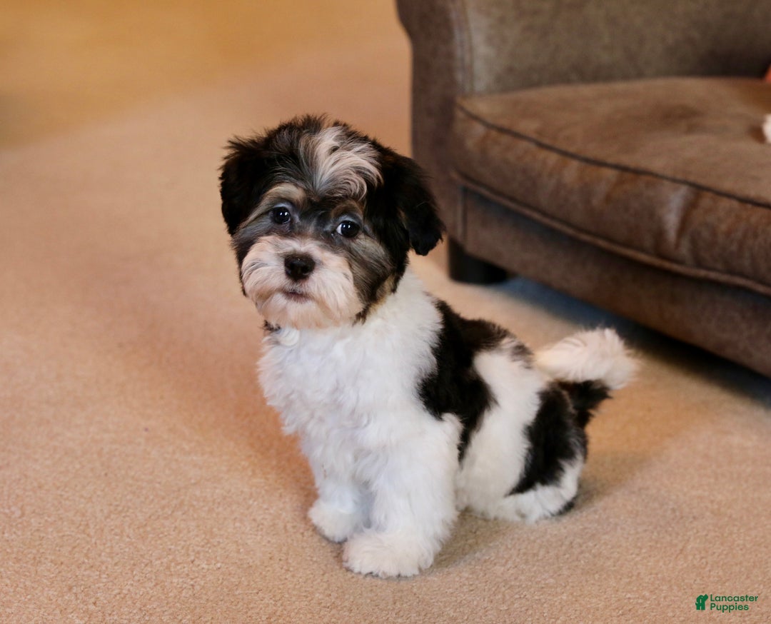 Shihpoo dogs for sale: Mia - Ad 3