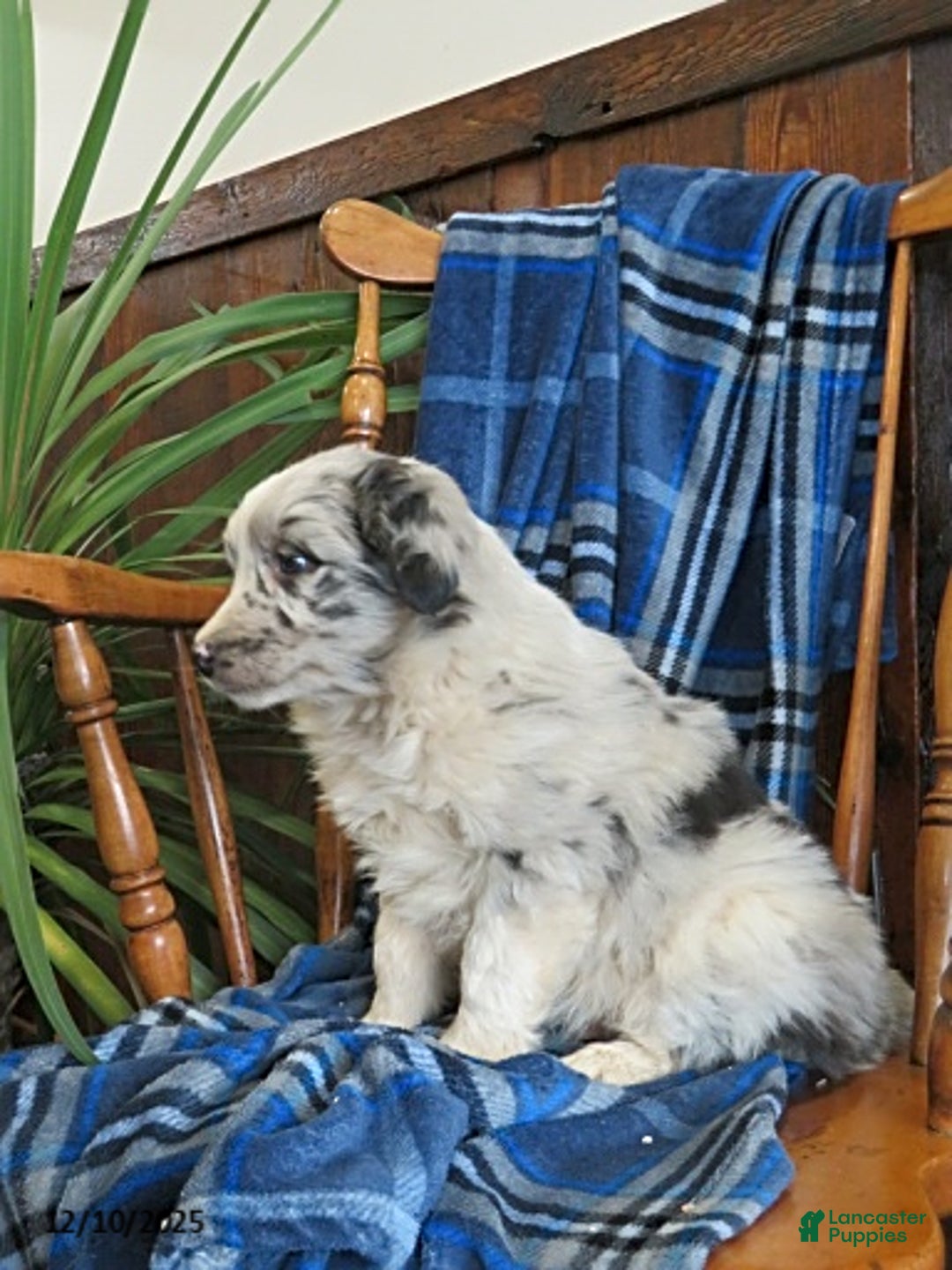 Miniature Australian Shepherd dogs for sale: Maverick - Ad 3