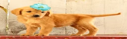 Golden Retriever dogs for sale: Natalie - Ad 5