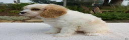 Cavapoo dogs for sale: Daphne - Ad 5