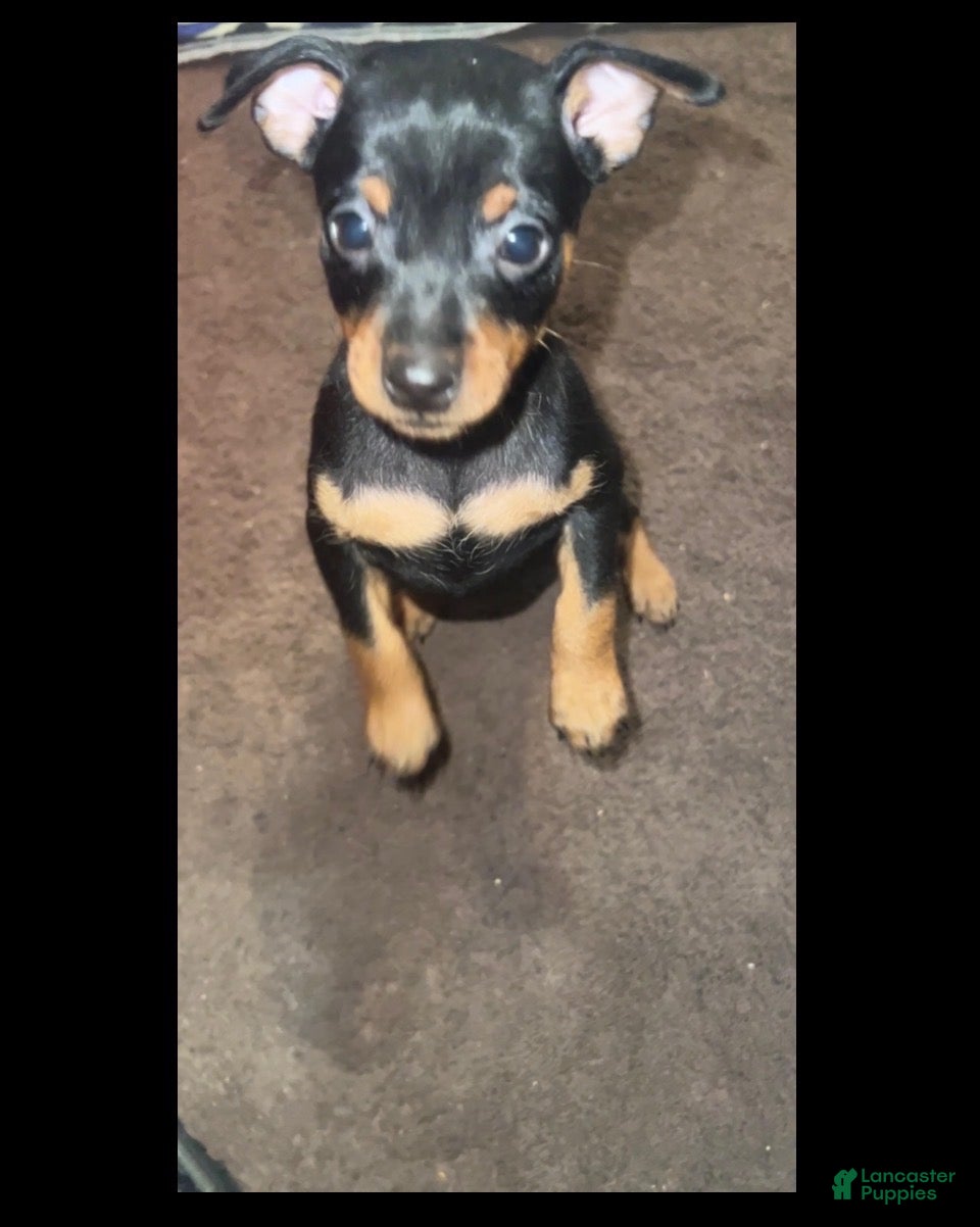 Miniature Pinscher dogs Jasper - Ad 1