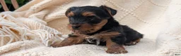 Yorkshire Terrier dogs for sale: Zeus - Ad 6