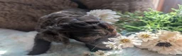 Labradoodle dogs for sale: Labradoodle 3 - Ad 2