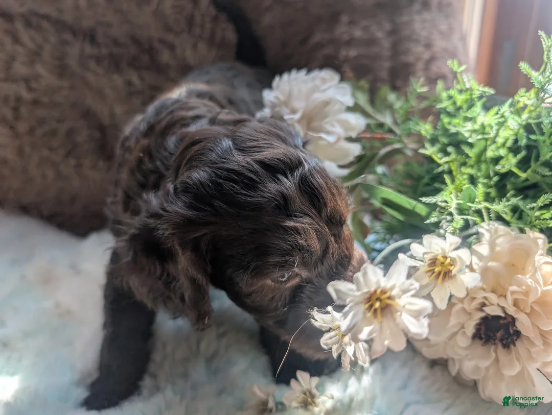 Labradoodle dogs for sale: Labradoodle 3 - Ad 2