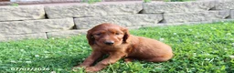 Irish Setter dogs for sale: Melanie - Ad 3