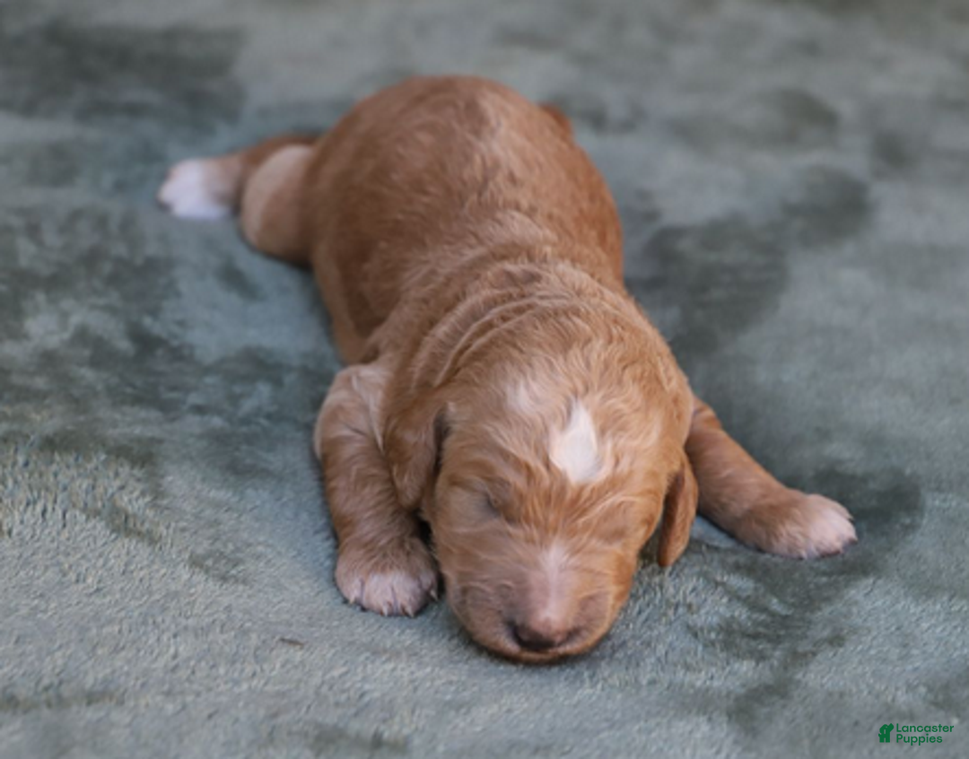 Goldendoodle dogs for sale: Atlas - Ad 4