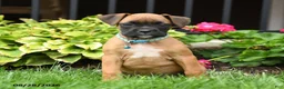 Boxer dogs for sale: Tanner - Ad 5