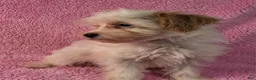 Yorkiepoo dogs for sale: Summer Frosty - Ad 5