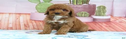 Mini Goldendoodle dogs for sale: Halo - Ad 3