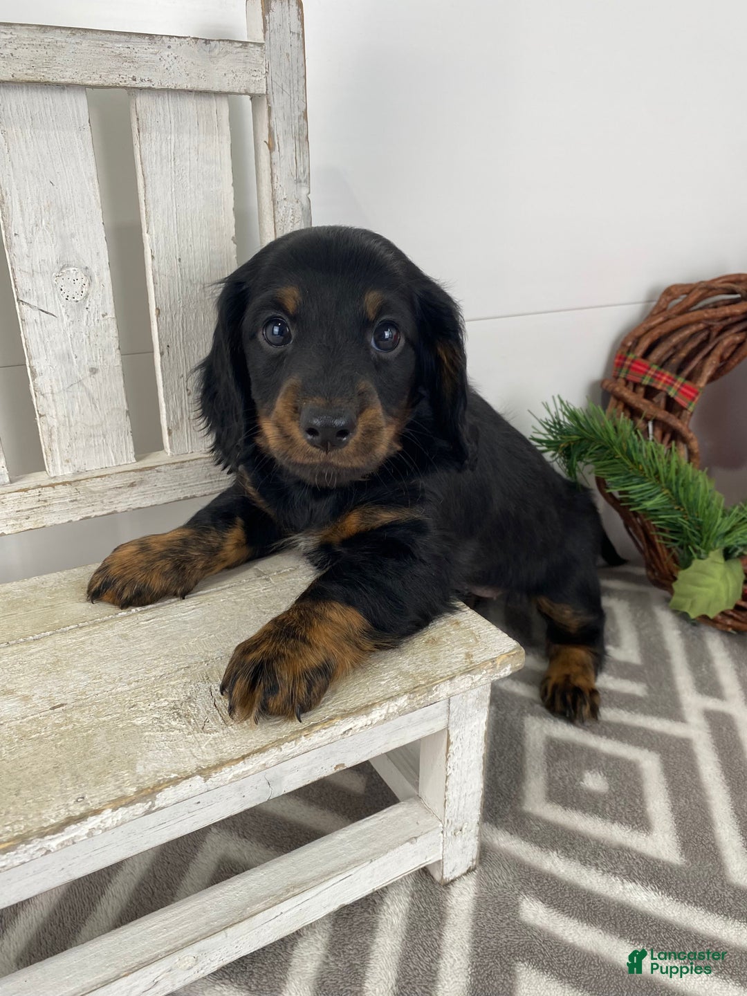 Miniature Dachshund dogs for sale: Daisy - Ad 12