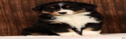 Miniature Australian Shepherd dogs for sale: Stella - Ad 5