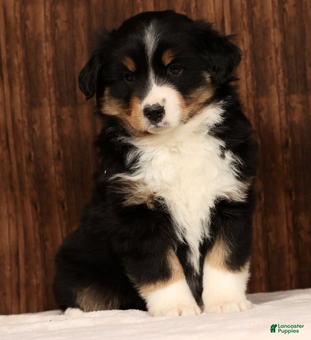 Miniature Australian Shepherd dogs for sale: Stella - Ad 5