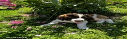 Saint Bernard dogs for sale: Teddy Bear - Ad 2