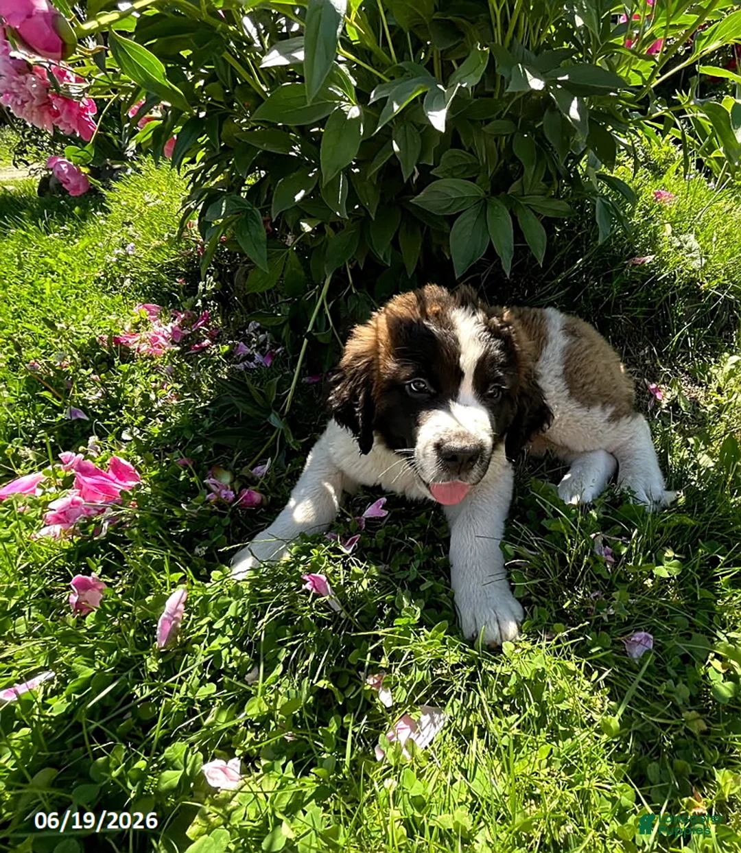 Saint Bernard dogs for sale: Teddy Bear - Ad 2