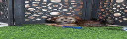 Shorkie dogs for sale: Tommy Sweetest Male Shorkie Puppy - Ad 3