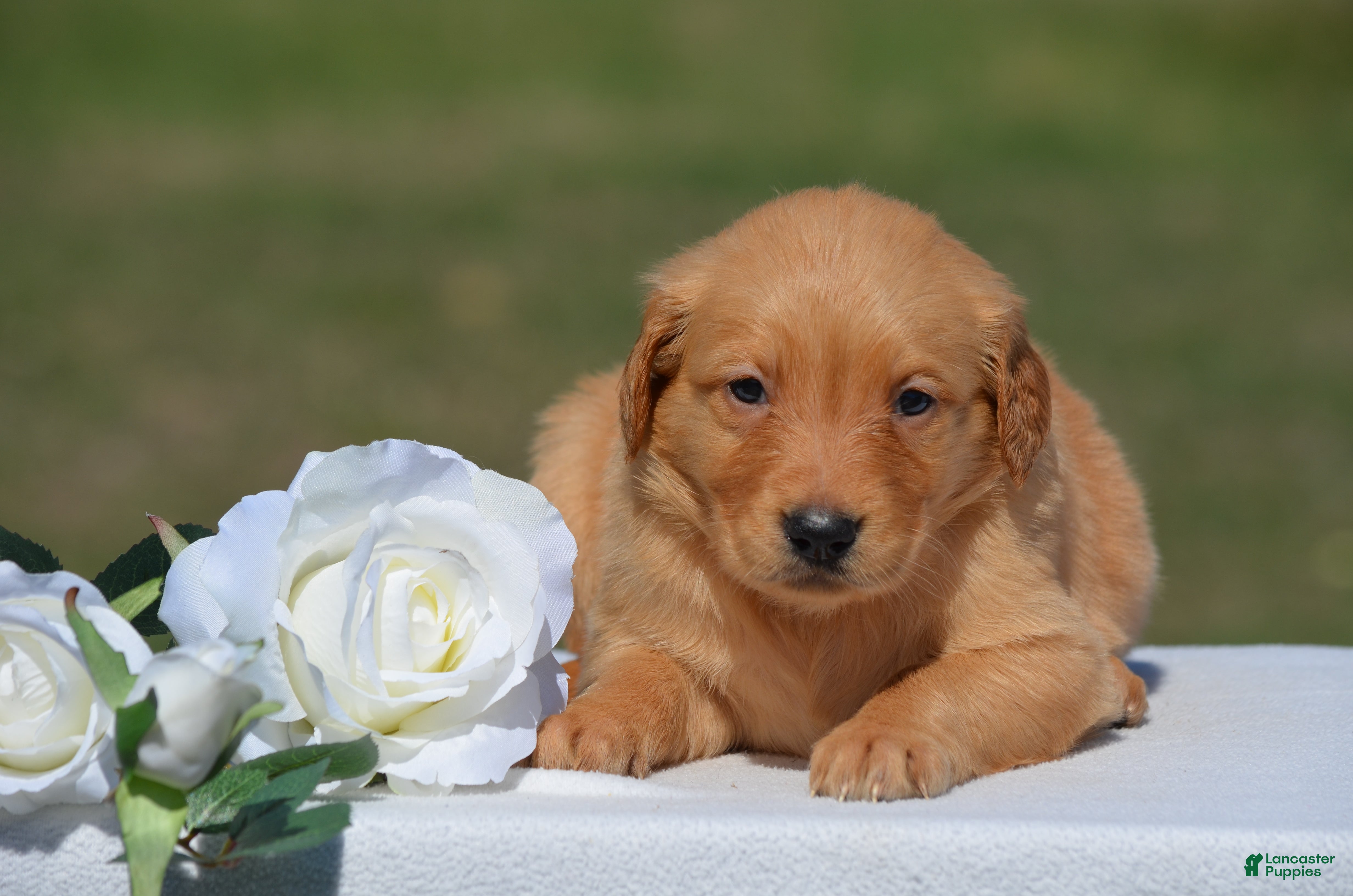 Golden Retriever dogs for sale: Sonya - Ad 2