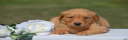 Golden Retriever dogs for sale: Sonya - Ad 2