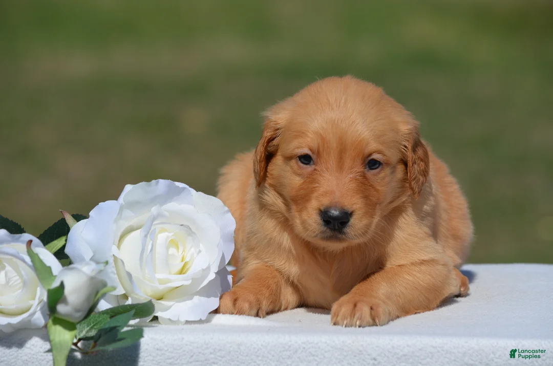 Golden Retriever dogs for sale: Sonya - Ad 2