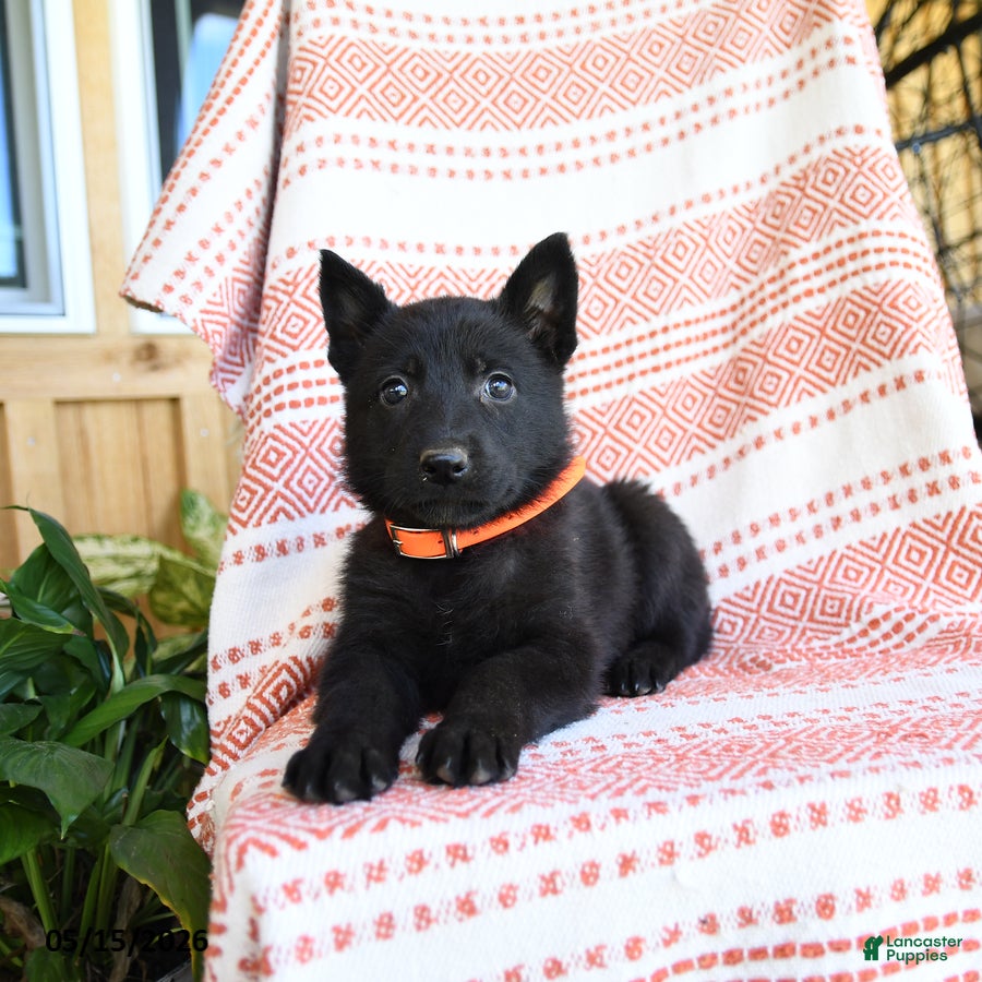 German Shepherd dogs Marsha - Ad 1