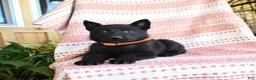 German Shepherd dogs for sale: Marsha - Ad 4