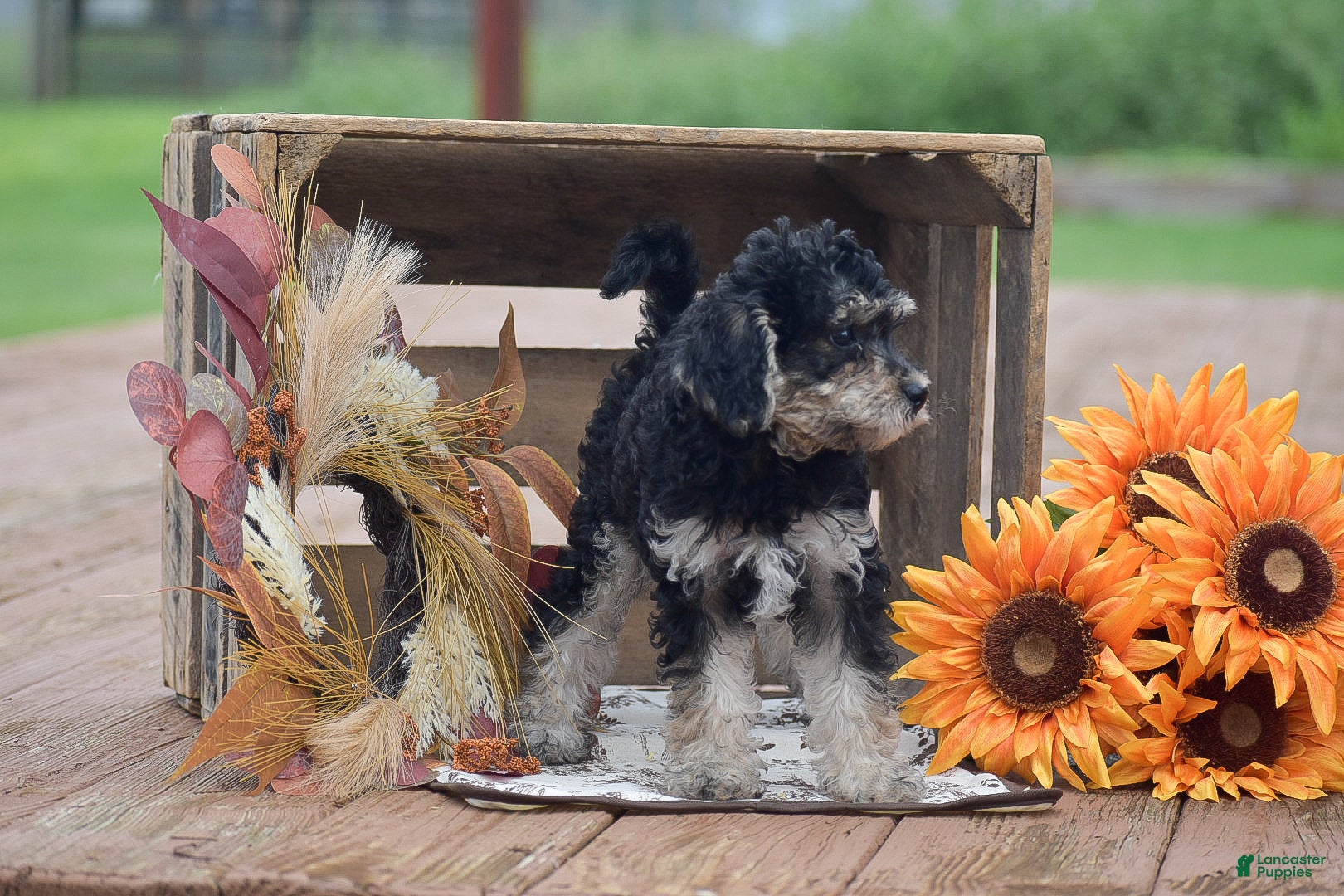 Toy Poodle dogs Caroline - Ad 2