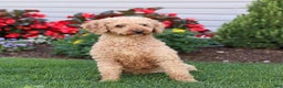 Mini Goldendoodle dogs for sale: Peanut  - Ad 6