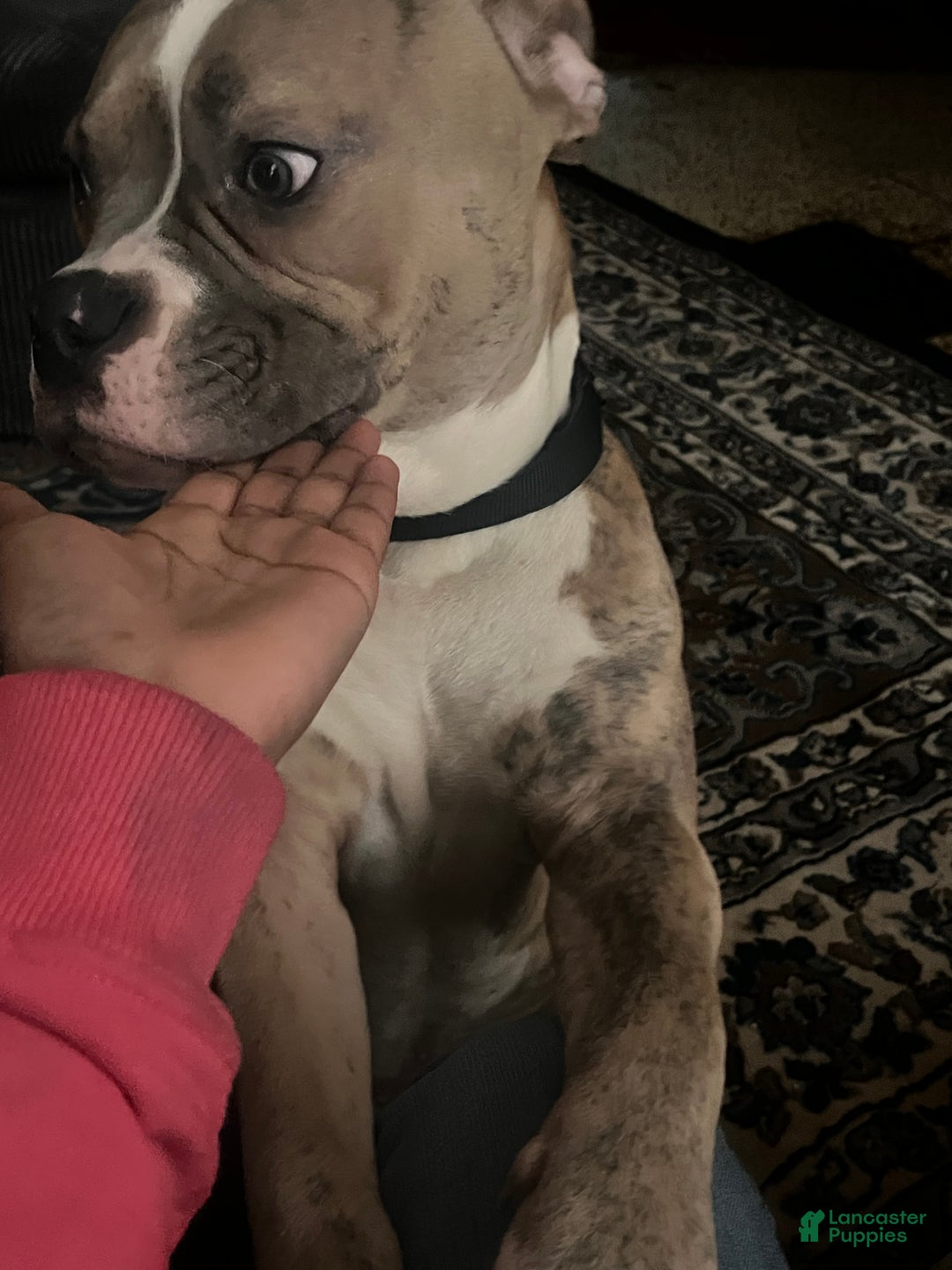 Mixed Breed dogs for sale: Mixed Breed Puppy 1 - Ad 2