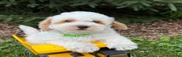 Havapoo dogs for sale: Arlo - Ad 4