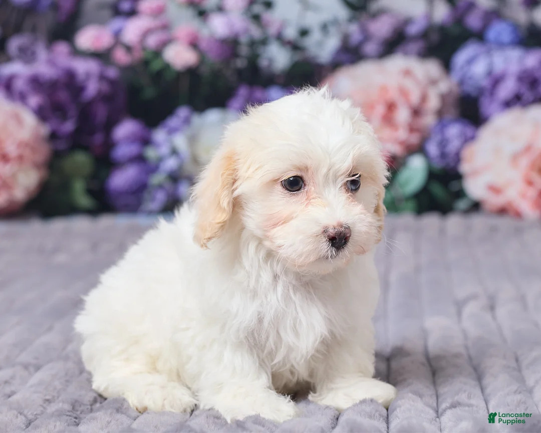 Maltipoo dogs for sale: Sadie - Ad 3