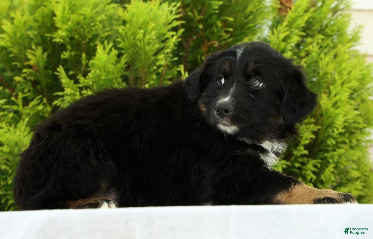 Australian Shepherd dogs for sale: Skyler - Ad 6