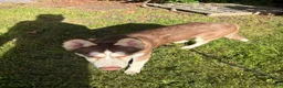 Siberian Husky dogs for sale: Siberian Husky 2 - Ad 1