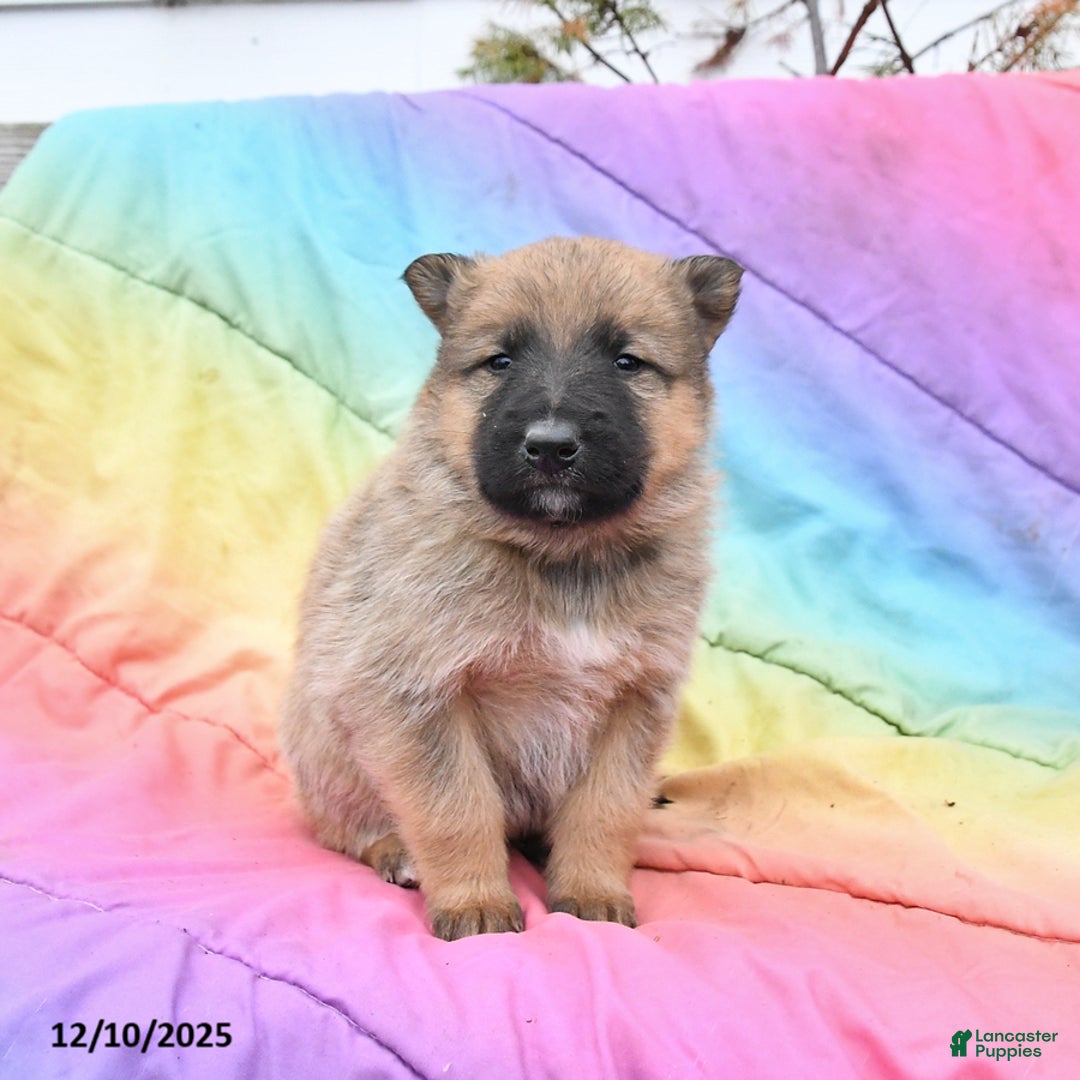Mixed Breed dogs for sale: Blitzen - Ad 2