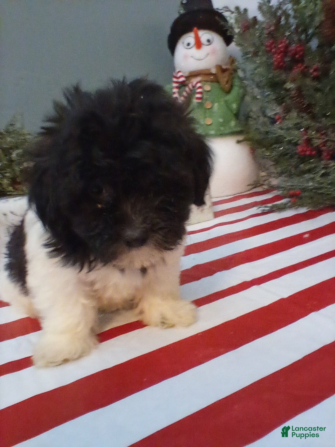 Shihpoo dogs for sale: Duke - Ad 2