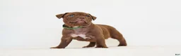 American Bully dogs for sale: American Bully 1 - Ad 2