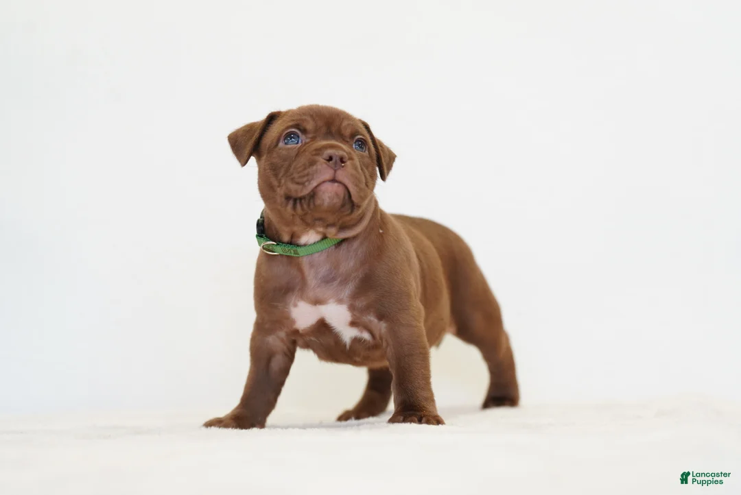 American Bully dogs for sale: American Bully 1 - Ad 2