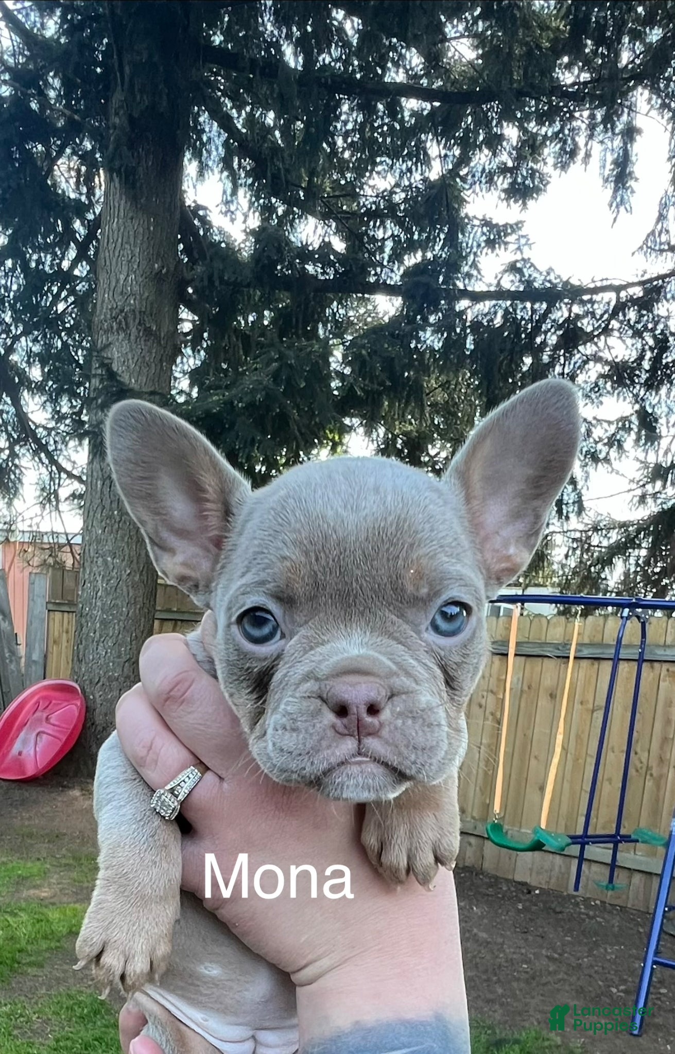 Mixed Breed dogs Mona  - Ad 6