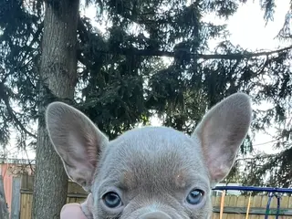 Mixed Breed dogs Mona - Ad 6