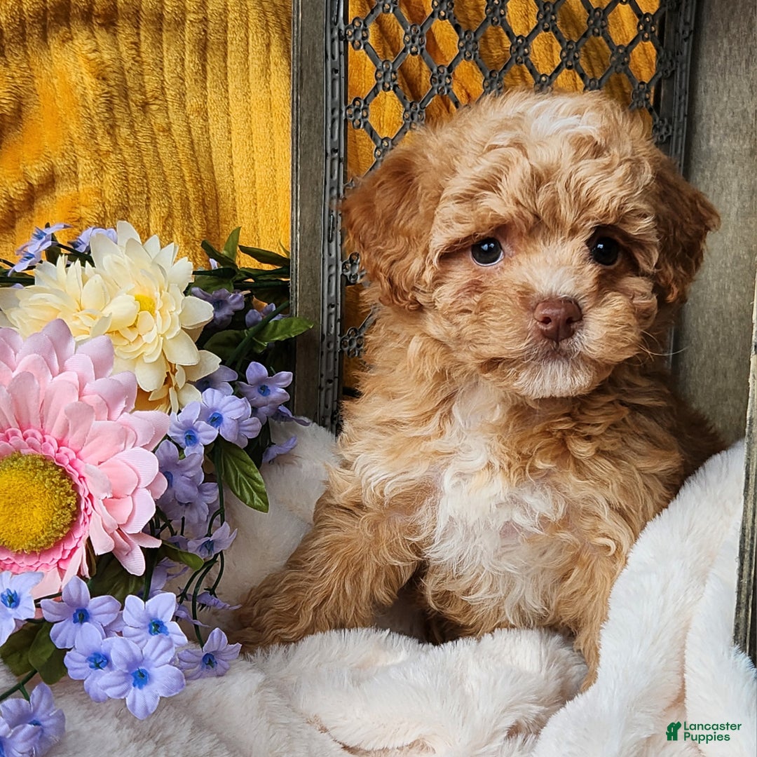 Toy Poodle dogs for sale: Allie - Ad 2