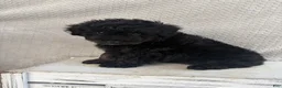 Mini Aussiedoodle dogs for sale: Chase - Ad 7