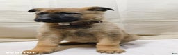 German Shepherd dogs for sale: Winter - Ad 5