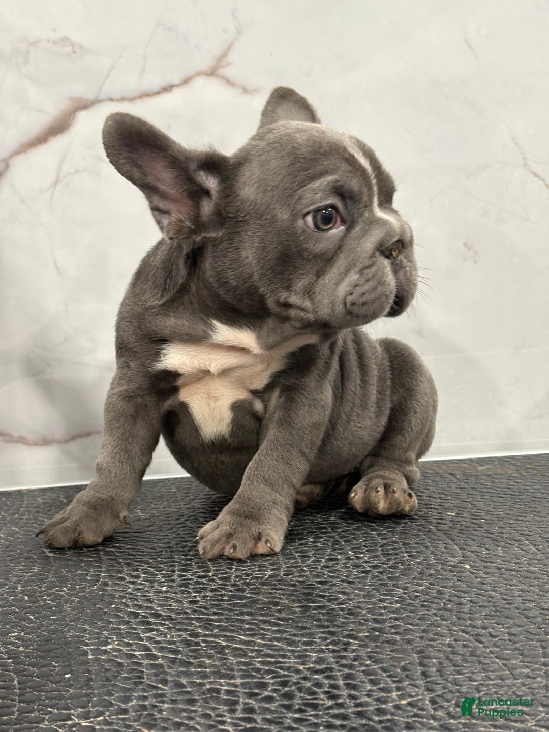 French Bulldog dogs for sale: French Bulldog Puppy 1 - Ad 3