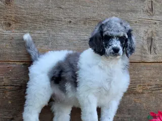 Standard Poodle dogs for sale: Tommy - Ad 2